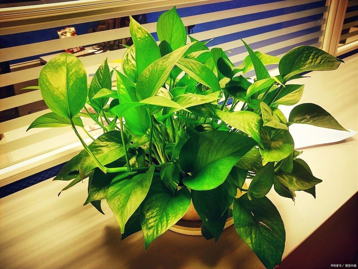 金鉆綠植的功效與作用 龍魚百科 第9張 金鉆綠植的功效與作用 金鉆綠植的功效與作用 龍魚百科 第9張