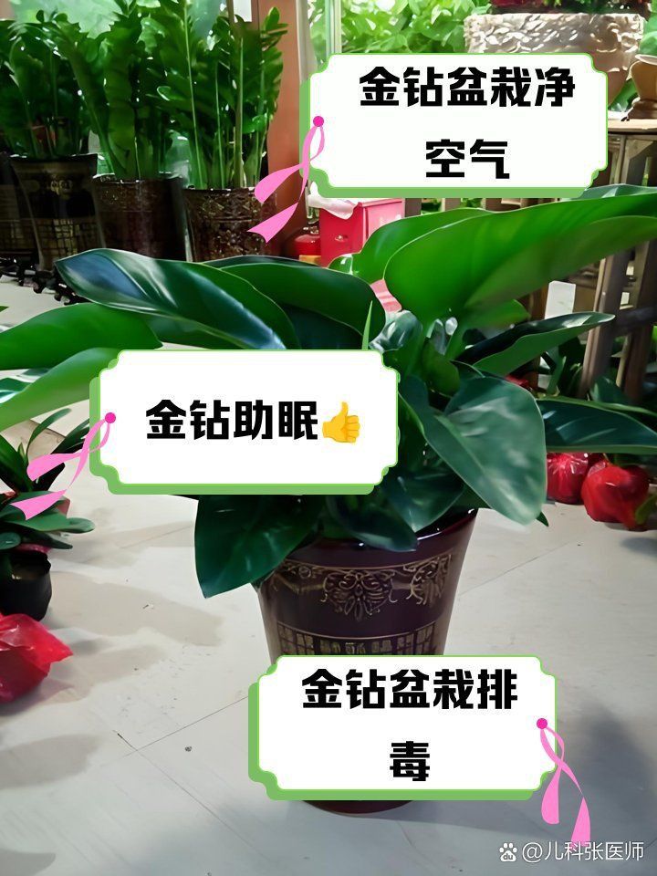金鉆綠植的功效與作用 龍魚百科 第7張 金鉆綠植的功效與作用 金鉆綠植的功效與作用 龍魚百科 第7張