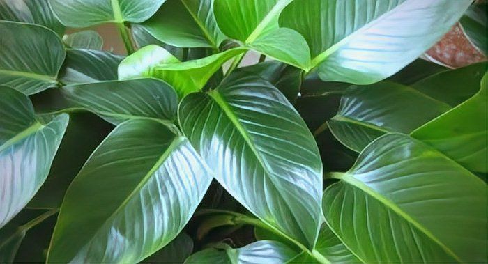 金鉆綠植的功效與作用 龍魚百科 第11張 金鉆綠植的功效與作用 金鉆綠植的功效與作用 龍魚百科 第11張