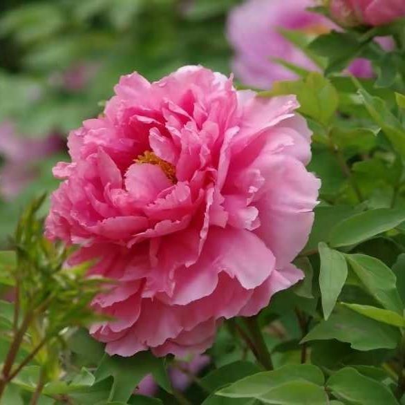 金鉆綠植的功效與作用 龍魚百科 第14張 金鉆綠植的功效與作用 金鉆綠植的功效與作用 龍魚百科 第14張