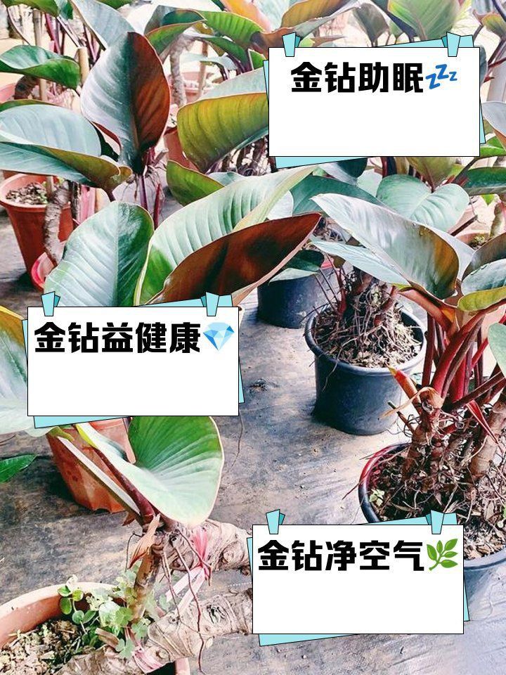 金鉆綠植的功效與作用 龍魚百科 第15張 金鉆綠植的功效與作用 金鉆綠植的功效與作用 龍魚百科 第15張