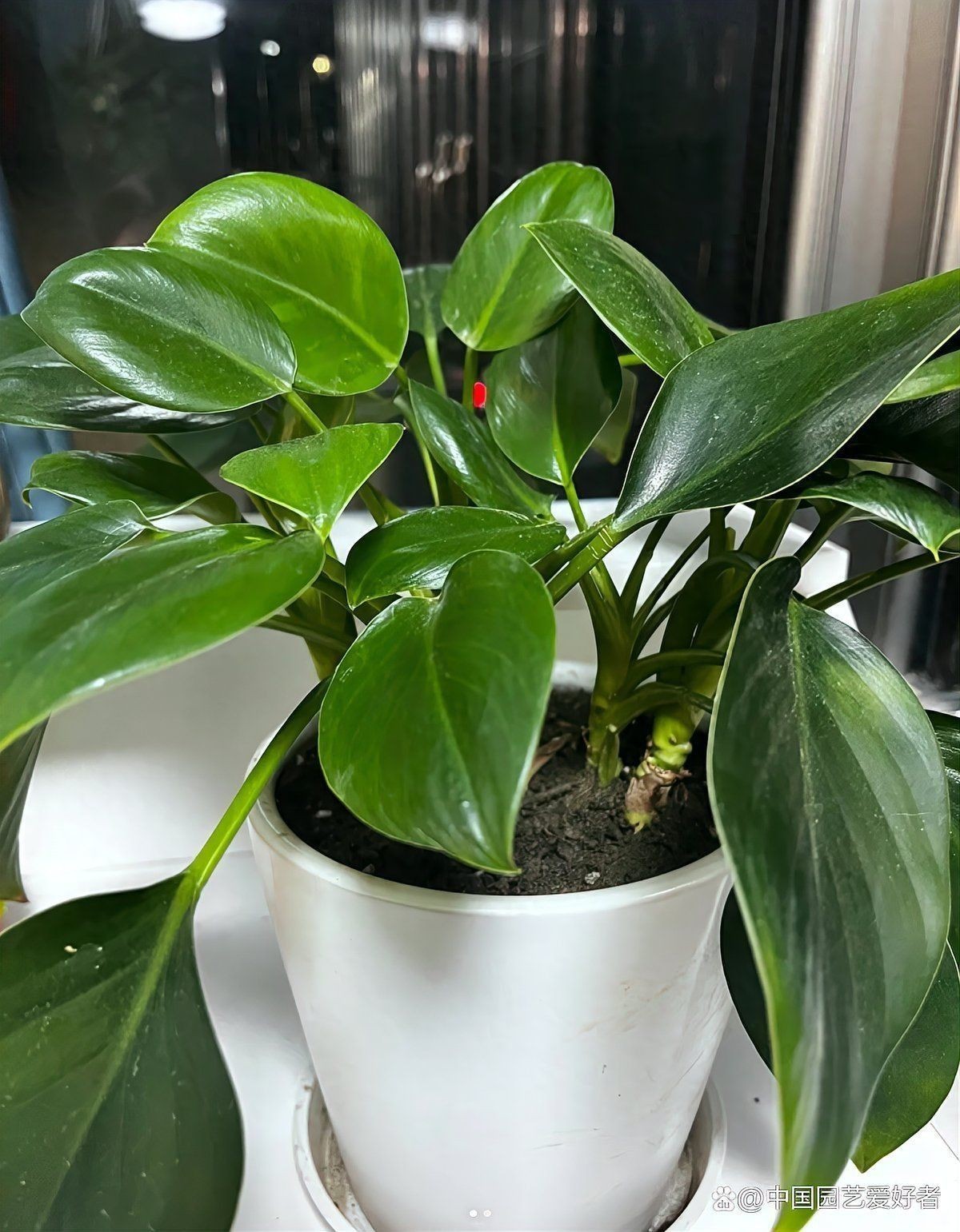 金鉆綠植的功效與作用 龍魚百科 第13張 金鉆綠植的功效與作用 金鉆綠植的功效與作用 龍魚百科 第13張
