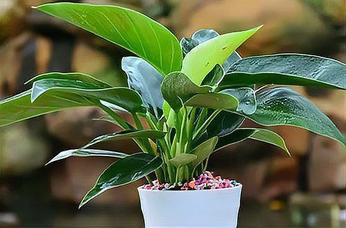 金鉆綠植的功效與作用 龍魚百科 第19張 金鉆綠植的功效與作用 金鉆綠植的功效與作用 龍魚百科 第19張