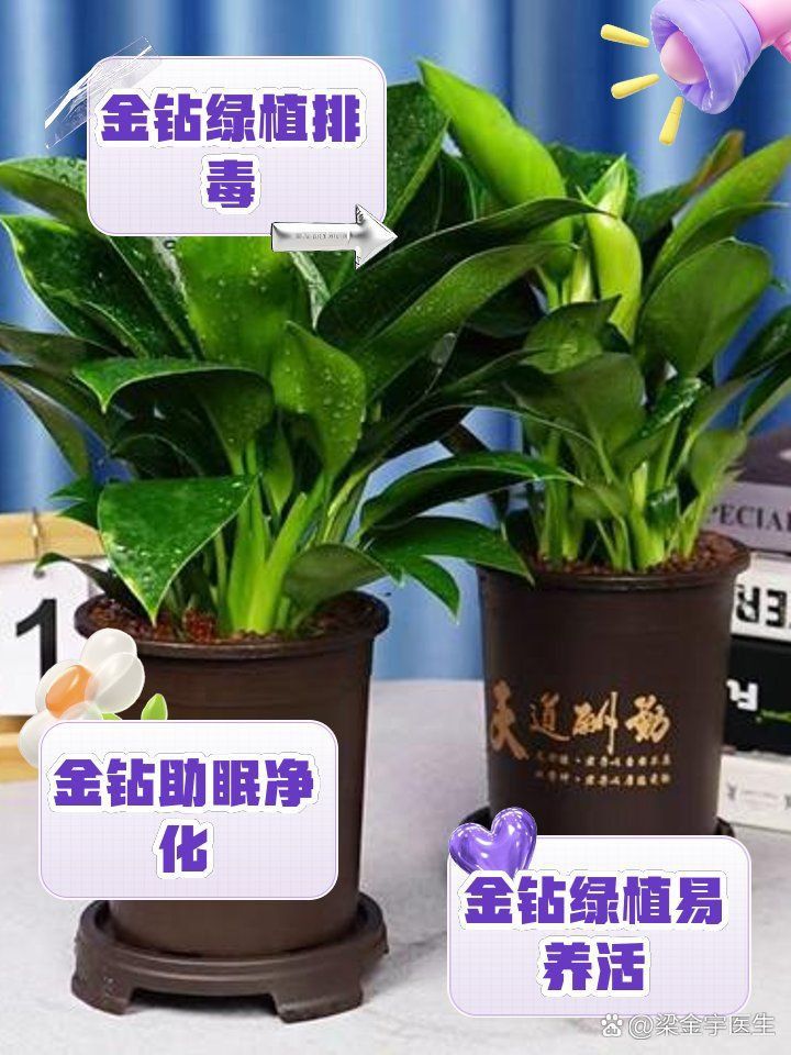 金鉆綠植的功效與作用 龍魚百科 第17張 金鉆綠植的功效與作用 金鉆綠植的功效與作用 龍魚百科 第17張