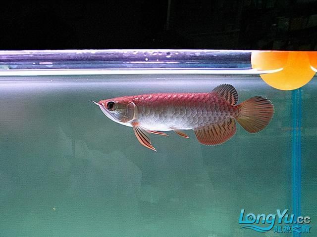 過(guò)背金龍魚(yú)和高背金龍魚(yú)哪個(gè)好看一點(diǎn)：過(guò)背金龍魚(yú)和高背金龍魚(yú)哪個(gè)好看 過(guò)背金龍魚(yú)和高背金龍魚(yú)哪個(gè)好看一點(diǎn)：過(guò)背金龍魚(yú)和高背金龍魚(yú)哪個(gè)好看 龍魚(yú)百科 第3張