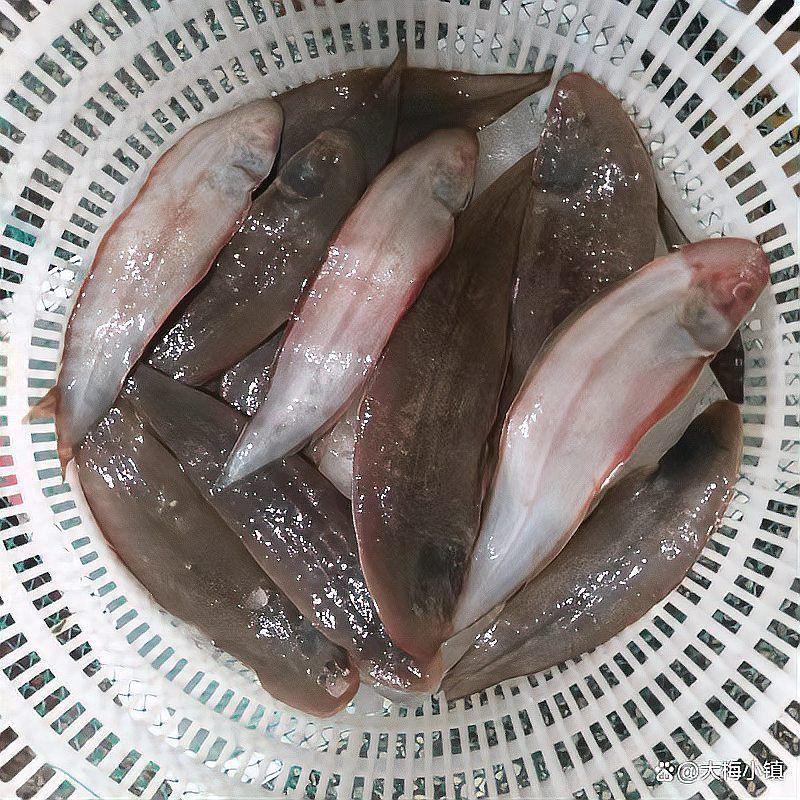 龍利魚還叫什么魚