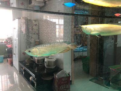 泥鰍喂龍魚需要去內臟嗎為什么：泥鰍喂龍魚需要去內臟嗎 泥鰍喂龍魚需要去內臟嗎為什么：泥鰍喂龍魚需要去內臟嗎 龍魚百科 第3張