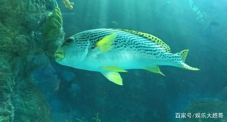 鴨嘴魚真菌感染預防策略：如何預防鴨嘴魚真菌感染