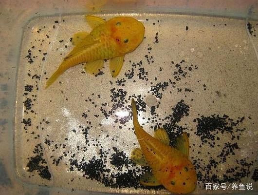龍魚缸里有白色絮狀物怎么回事兒：如何判斷龍魚缸里的白色絮狀物是否感染水霉病