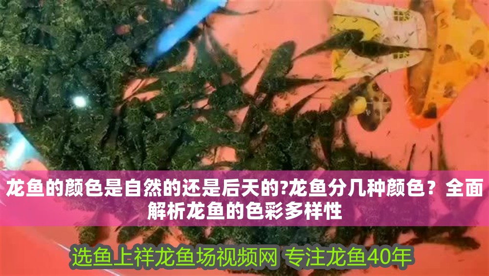 龍魚的顏色是自然的還是后天的?龍魚分幾種顏色？全面解析龍魚的色彩多樣性