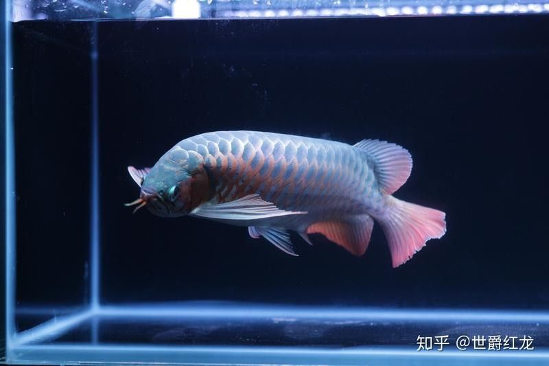 龍魚和虎魚混養尺寸