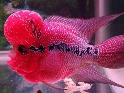七彩銀龍魚養法（七彩銀龍魚的養殖方法）