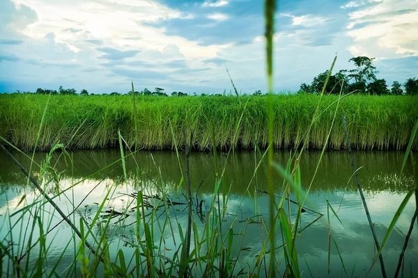 一米魚缸圖片高清，一米魚缸造景材料選擇