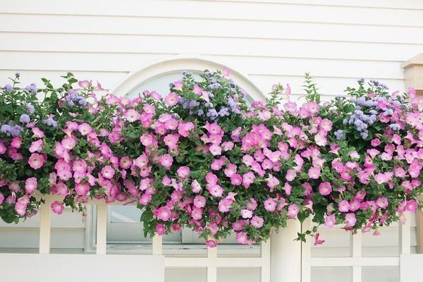 一米魚缸圖片高清，一米魚缸造景材料選擇