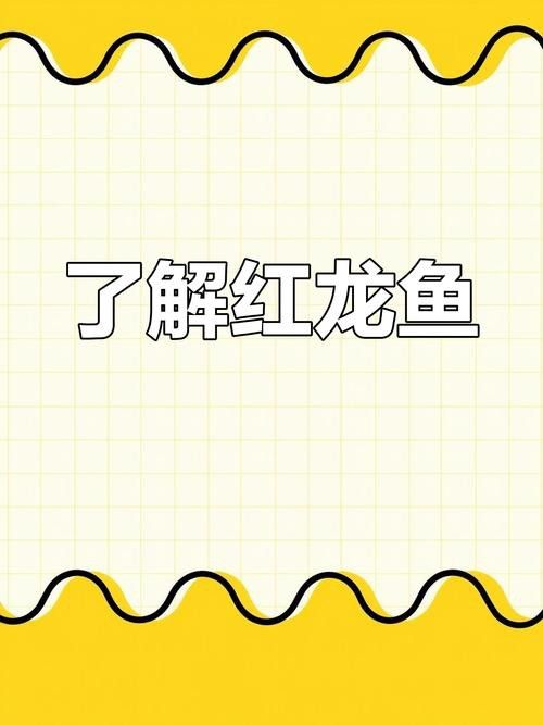 印尼紅龍魚(yú)喂養(yǎng)方法圖解大全