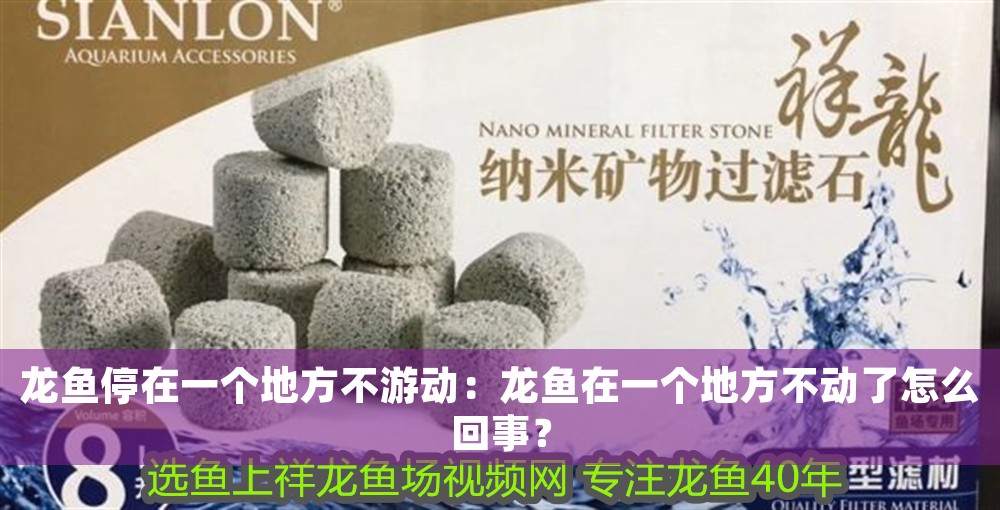 龍魚停在一個地方不游動:龍魚在一個地方不動了怎么回事? 龍魚百科 第1張 龍魚停在一個地方不游動:龍魚在一個地方不動了怎么回事? 龍魚停在一個地方不游動:龍魚在一個地方不動了怎么回事? 龍魚百科 第1張