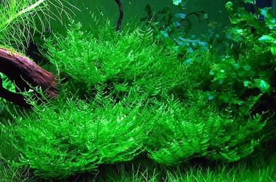 如何選擇適合龍魚的水草排名