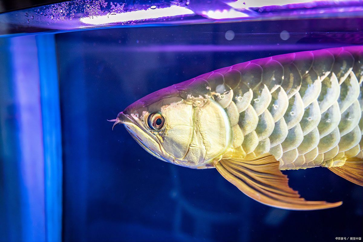 如何判斷紅背金龍魚是否達到性成熟？