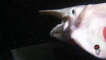 為什么龍魚關燈就游走：龍魚關燈后游走的行為可能是由于多種因素引起的