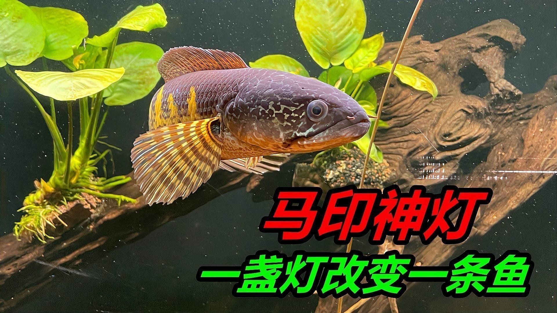 龍魚缸用什么燈比較好一點兒 龍魚缸用什么燈比較好一點兒 龍魚百科 第1張