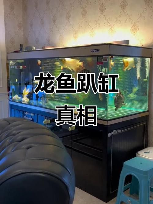 龍魚缸用什么燈比較好一點兒 龍魚缸用什么燈比較好一點兒 龍魚百科 第10張