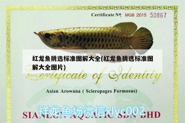 銀龍魚飼料營養(yǎng)成分對比：銀龍魚飼料的主要營養(yǎng)成分及其重要性