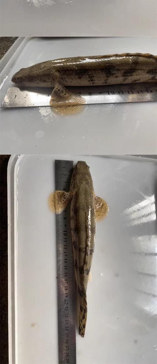 虎紋恐龍魚繁殖方法圖片視頻 虎紋恐龍魚繁殖方法圖片視頻 龍魚百科 第7張