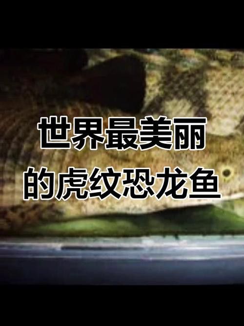虎紋恐龍魚繁殖方法圖片視頻 虎紋恐龍魚繁殖方法圖片視頻 龍魚百科 第19張