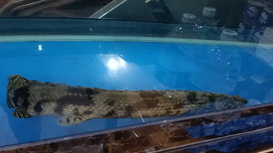 虎紋恐龍魚繁殖方法圖片視頻 虎紋恐龍魚繁殖方法圖片視頻 龍魚百科 第38張
