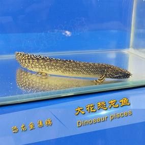 虎紋恐龍魚繁殖方法圖片視頻 虎紋恐龍魚繁殖方法圖片視頻 龍魚百科 第41張