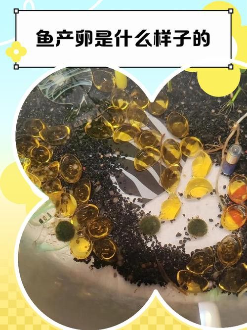 虎紋恐龍魚繁殖方法圖片視頻 虎紋恐龍魚繁殖方法圖片視頻 龍魚百科 第35張
