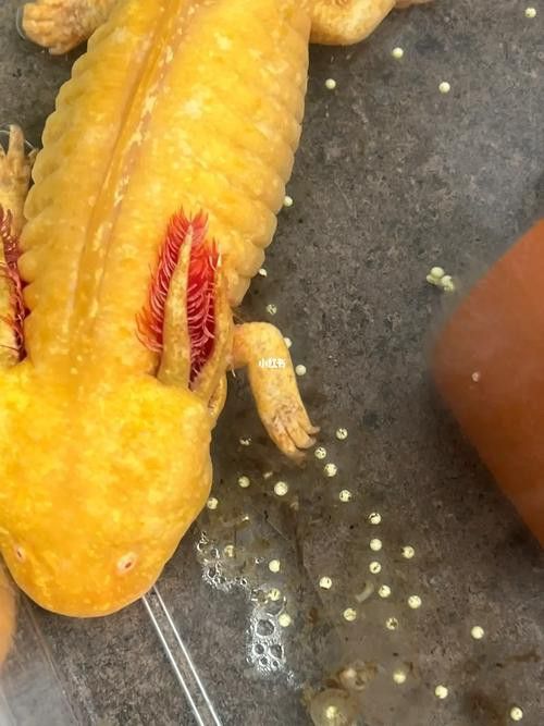 虎紋恐龍魚繁殖方法圖片視頻 虎紋恐龍魚繁殖方法圖片視頻 龍魚百科 第43張