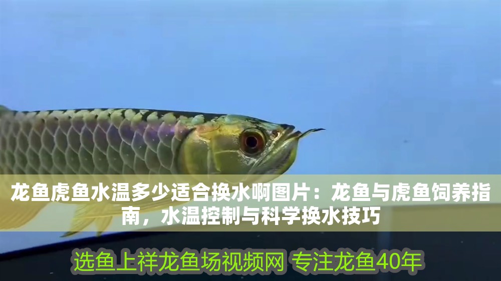 龍魚虎魚水溫多少適合換水啊圖片：龍魚與虎魚飼養指南，水溫控制與科學換水技巧