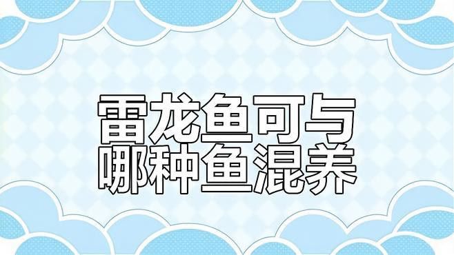 幻紅雷龍魚可以和什么混養