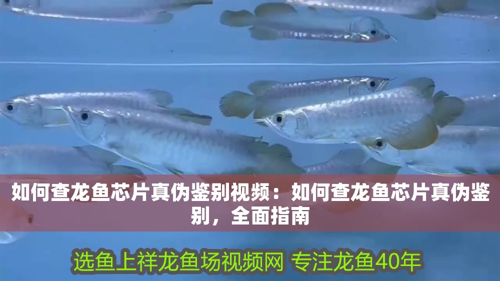 如何查龍魚芯片真偽鑒別視頻：如何查龍魚芯片真偽鑒別，全面指南