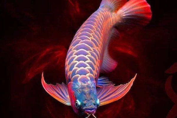 龍魚能吃蜈蚣嗎？：龍魚可以吃蜈蚣嗎