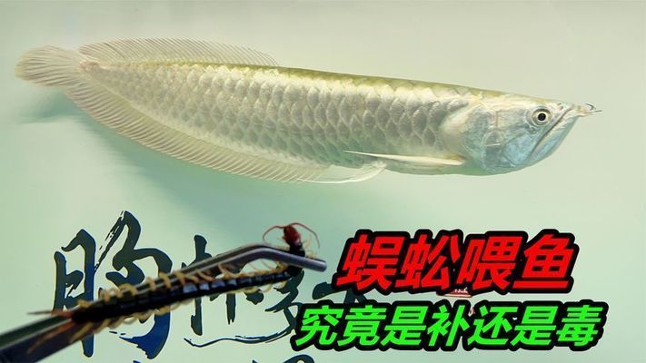 龍魚能吃蜈蚣嗎？：龍魚可以吃蜈蚣嗎