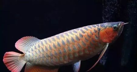 半米龍魚多少錢（半米長的龍魚在市場上可能具有不同的價格）