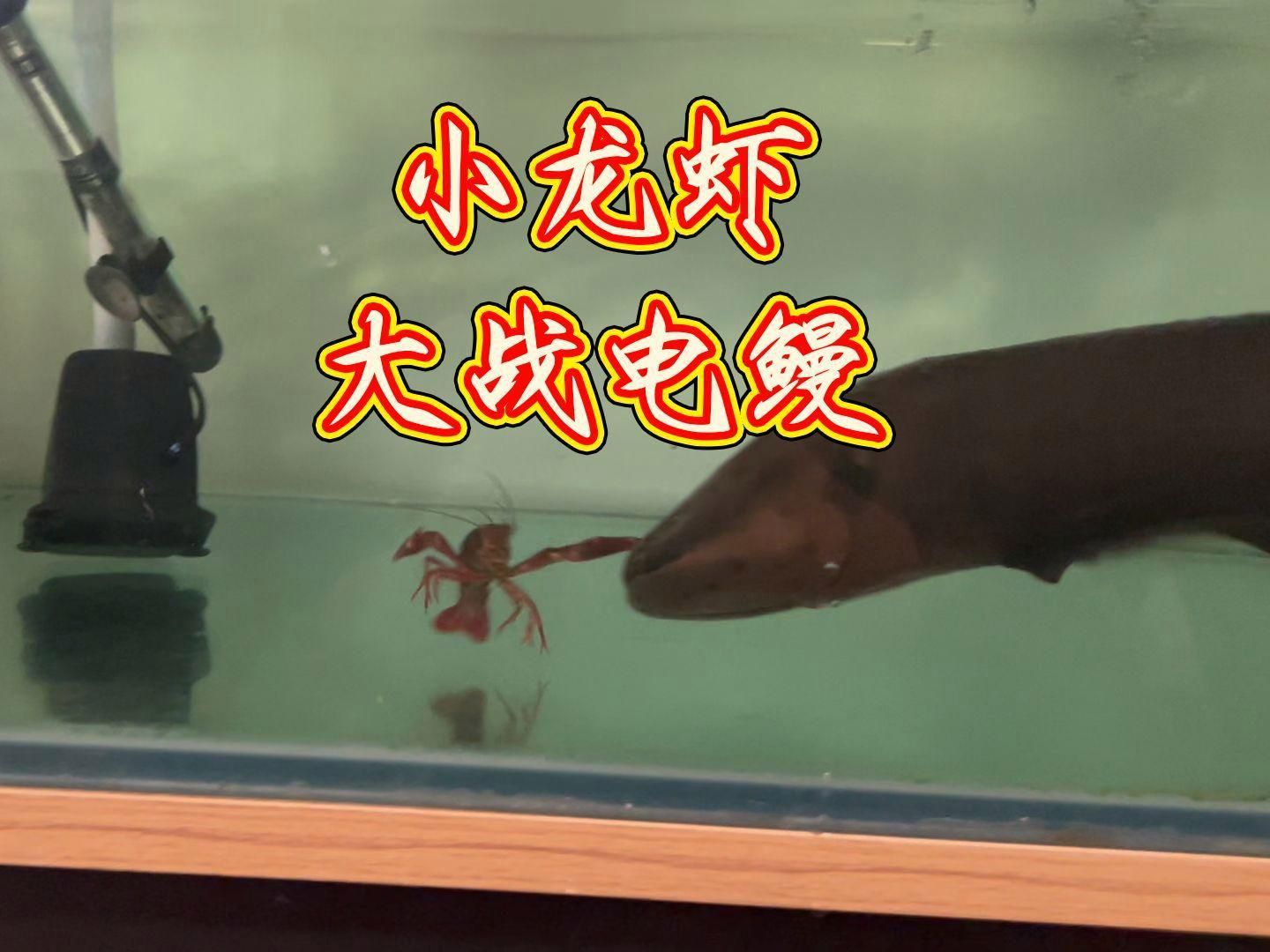 鰻魚可以跟什么魚混養 鰻魚可以跟什么魚混養 龍魚百科 第3張