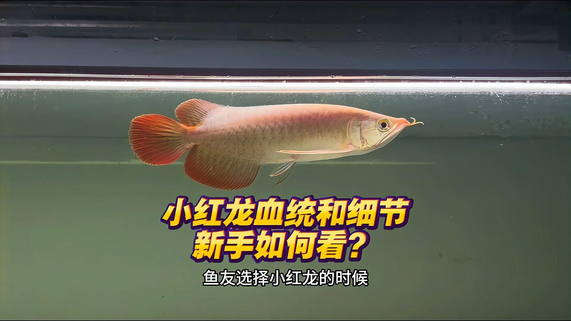 天和紅龍魚好嗎 天和紅龍魚好嗎 龍魚百科 第2張