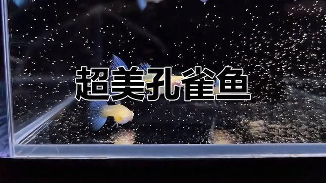 天和紅龍魚好嗎 天和紅龍魚好嗎 龍魚百科 第1張