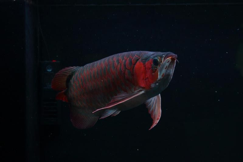 天和紅龍魚好嗎 天和紅龍魚好嗎 龍魚百科 第5張