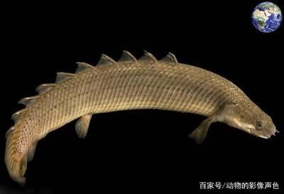 和龍魚差不多的魚是什么魚（龍魚能和什么魚混養）