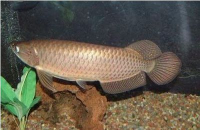 龍魚吃清道夫是否會死亡（如果龍魚吃下清道夫魚，它可能會出現消化不良癥狀，建議不要混養）