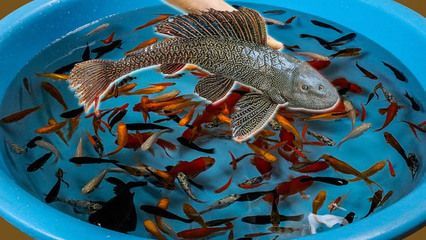 龍魚吃清道夫是否會死亡（如果龍魚吃下清道夫魚，它可能會出現消化不良癥狀，建議不要混養）