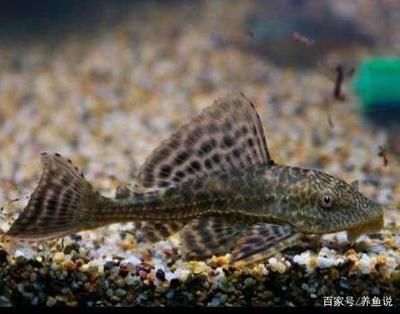 龍魚吃清道夫是否會死亡（如果龍魚吃下清道夫魚，它可能會出現消化不良癥狀，建議不要混養）