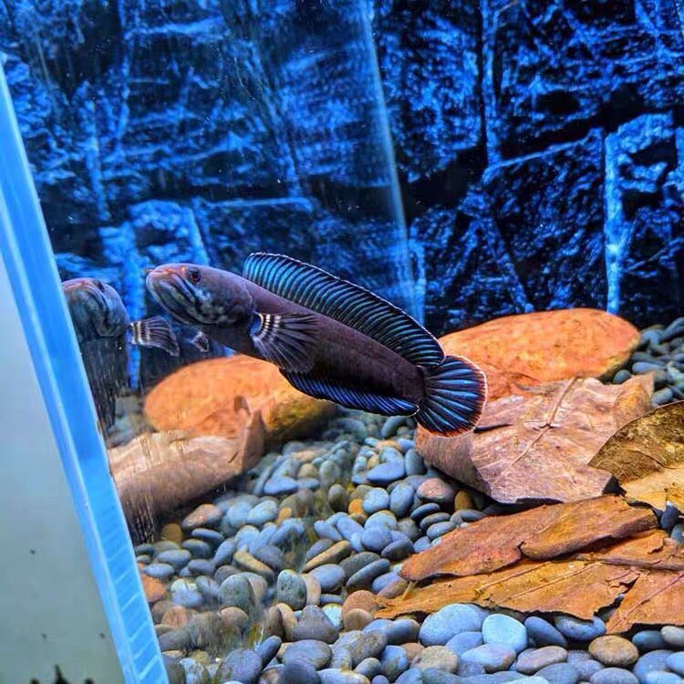 奶茶雷龍魚互動性怎么樣：奶茶雷龍魚在飼養過程中能夠展現出良好的互動性
