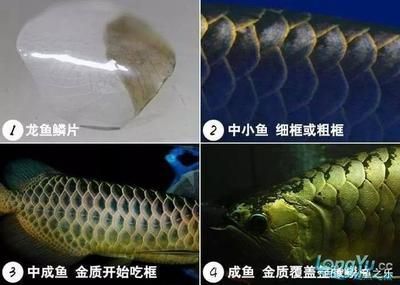 龍魚吃鱗片：龍魚會吃自己的鱗片嗎 龍魚吃鱗片：龍魚會吃自己的鱗片嗎 龍魚百科 第3張