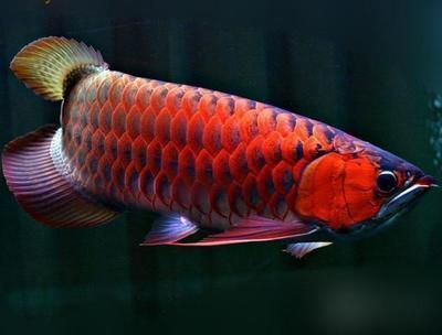 金龍魚不養了怎么處理：金龍魚好養嗎
