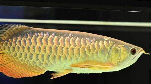 金龍魚不養了怎么處理：金龍魚好養嗎